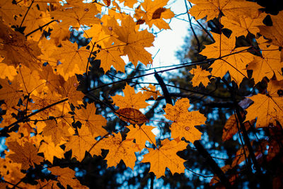 Low angle view of maple leaves on tree