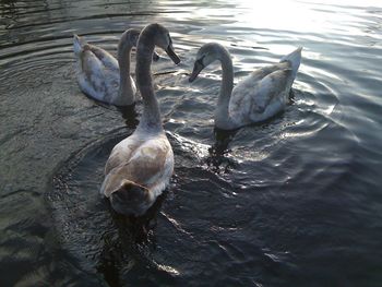 View of birds in water