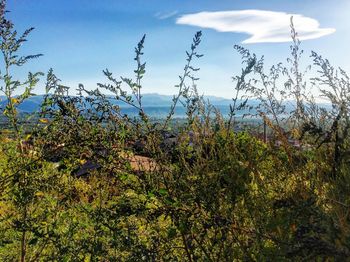 Plants and trees against sky