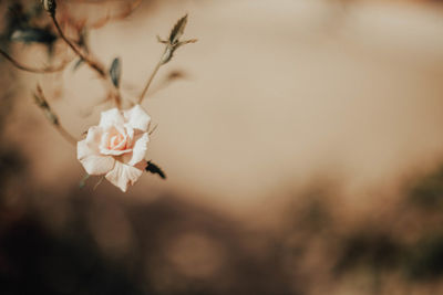 Close-up of white cherry blossom plant