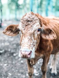 Close-up portrait of cow standing on field