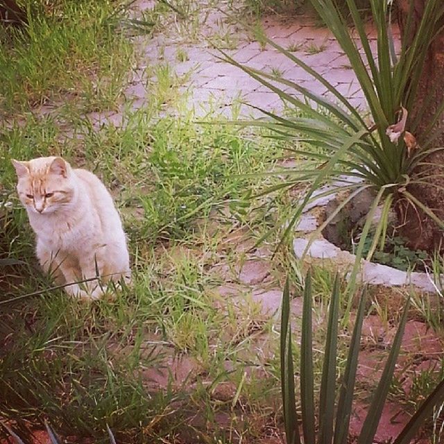 animal themes, mammal, domestic animals, domestic cat, one animal, grass, cat, pets, plant, feline, growth, green color, field, nature, no people, day, outdoors, relaxation, lying down, resting