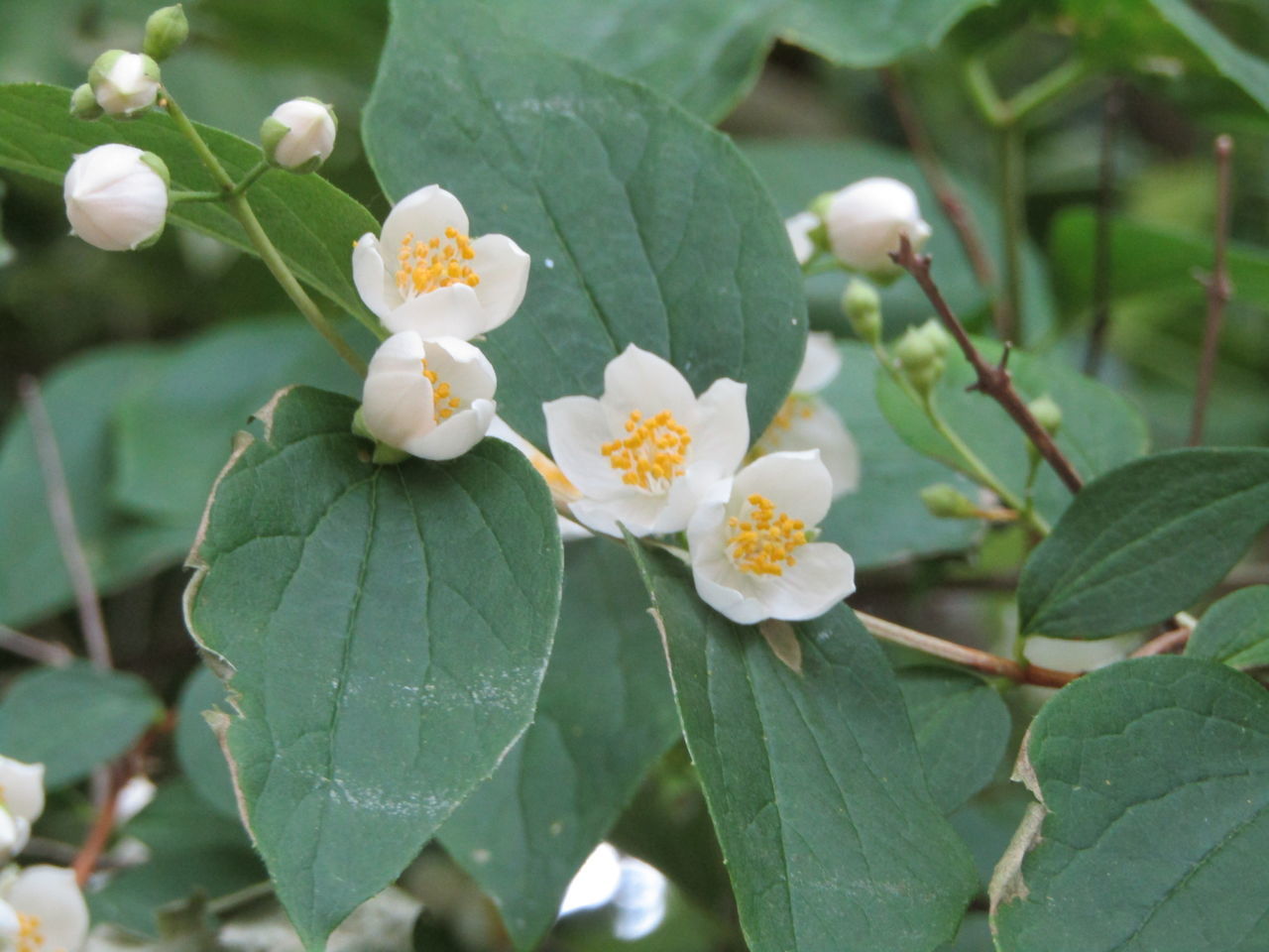 CLOSE-UP OF FRESH WHITE FLOWERING PLANT WITH RED LEAVES
