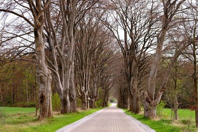 Road amidst bare trees against sky