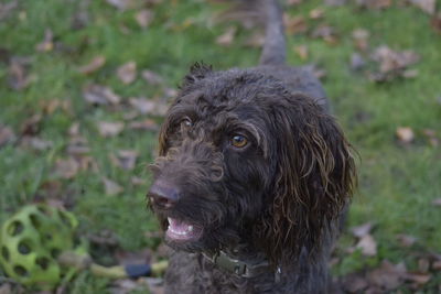 Close-up portrait of dog on field