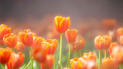 Close-up of red flower