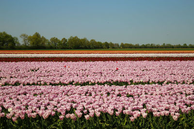 Pink flowering plants on field against sky