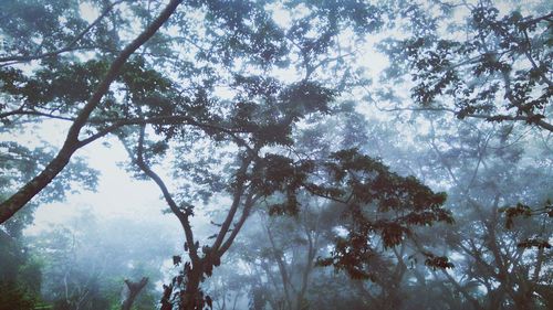 Low angle view of trees