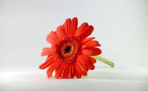 Close-up of red flower against white background