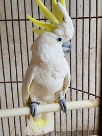 High angle view of bird perching in cage