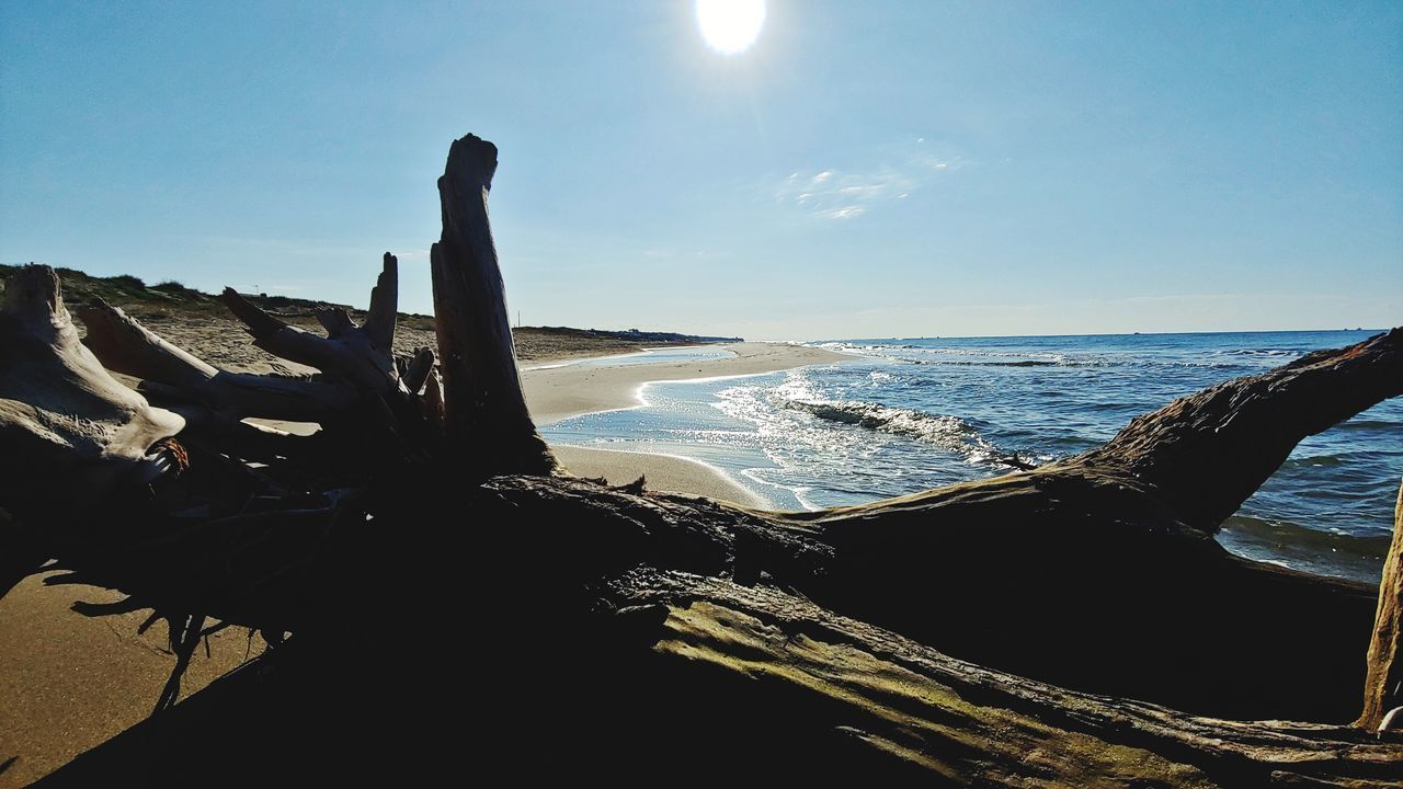 PANORAMIC VIEW OF DRIFTWOOD ON BEACH