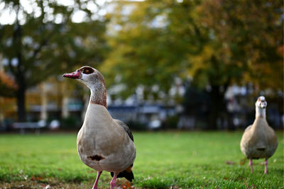 Egytian gooses on a green field