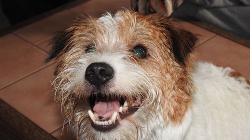 Close-up portrait of dog at home