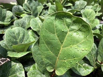 Close-up of raindrops on leaves