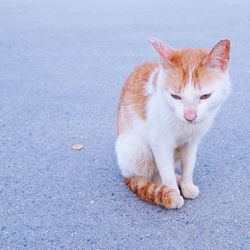 Portrait of cat sitting on street