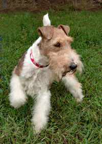 High angle view of dog on field