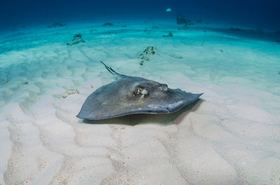 High angle view of stingray swimming in sea