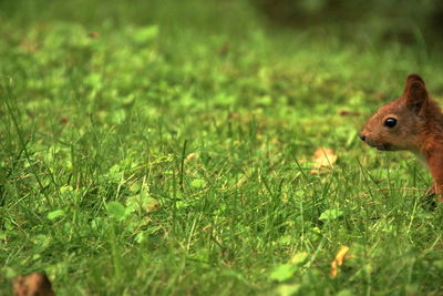 Close-up of sheep on field