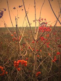 Close-up of red berries on field against sky during sunset