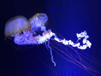 Close-up of jellyfish swimming in sea