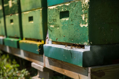 Hony bees working in hives.