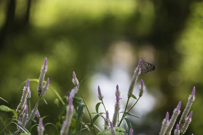 Close-up of purple flowering plant on field