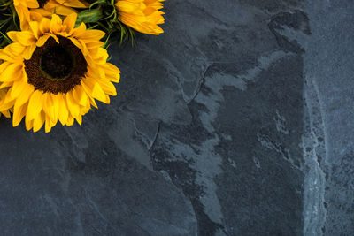 High angle view of sunflower on rock