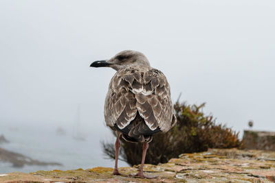 Close-up of bird on rock against blurred background