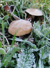 Close-up of mushroom growing on field