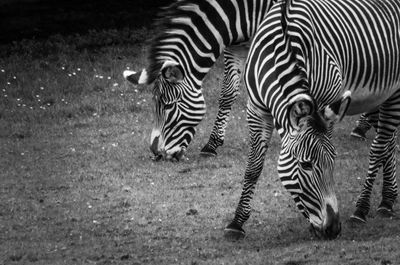 Close-up of zebra on field