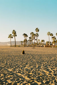 Palm trees on sand dune