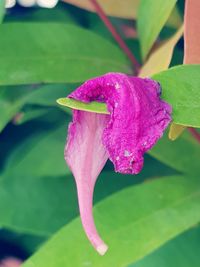 Close-up of pink rose flower