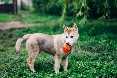 Dog with ball standing on green field