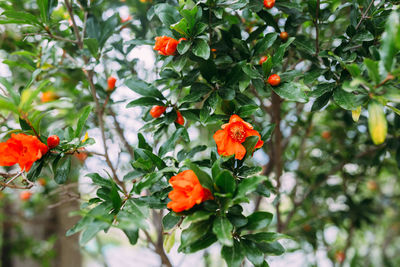 Close-up of orange flowering plants