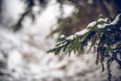 Close-up of pine tree branch during winter