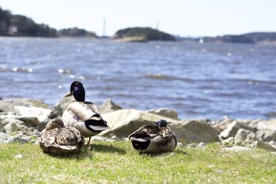 Ducks on grass by water