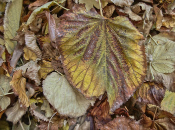 Full frame shot of autumn leaves