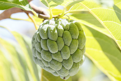 Close-up of strawberry growing on tree