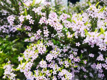Close-up of white flowering plants