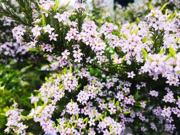 Close-up of white flowering plants