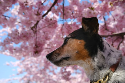 Close-up of a dog looking away