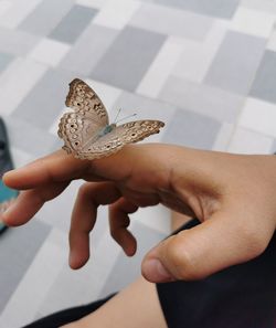 Why butterfly love your hand