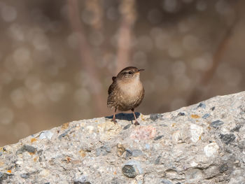 Close-up of bird perching on rock