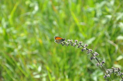 Close-up of insect on plant