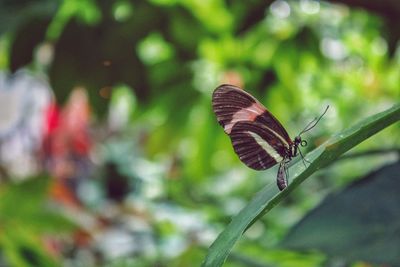 Close-up of butterfly on leaf