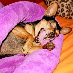 Dog lying on bed