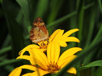 Close-up of insect on yellow flower