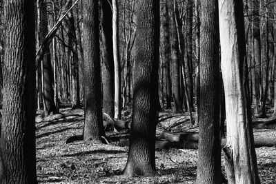 Trees in forest