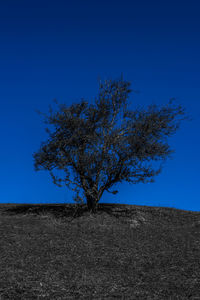 Tree on field against clear blue sky