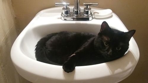 Close-up of black cat in bathroom